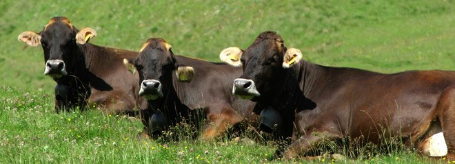 Bovini di Razza Rendena al pascolo
